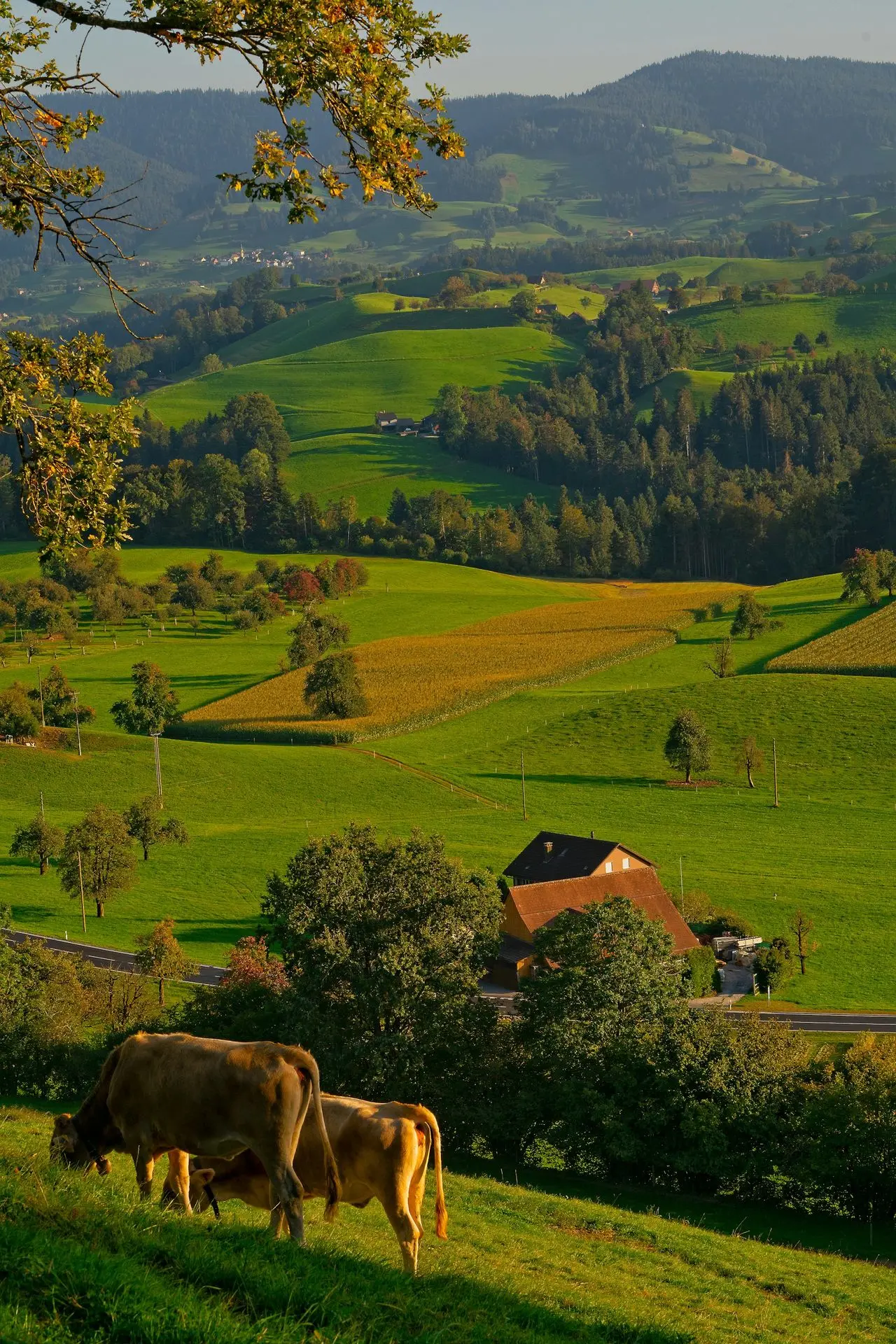 two brown cattle on grass field